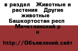  в раздел : Животные и растения » Другие животные . Башкортостан респ.,Мечетлинский р-н